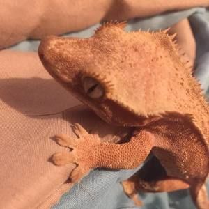 Meet your Posher, Dawn